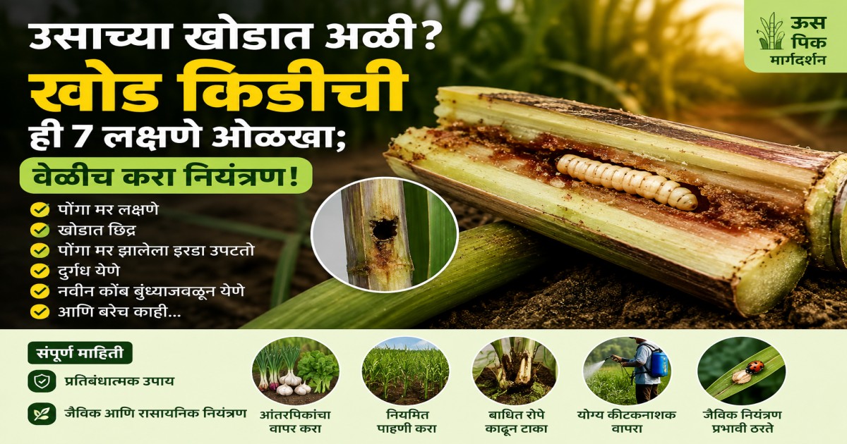 Read more about the article उसाच्या खोडात अळी दिसतेय? ‘खोड किडी’ची ही 7 लक्षणे ओळखा; वेळीच करा नियंत्रण!