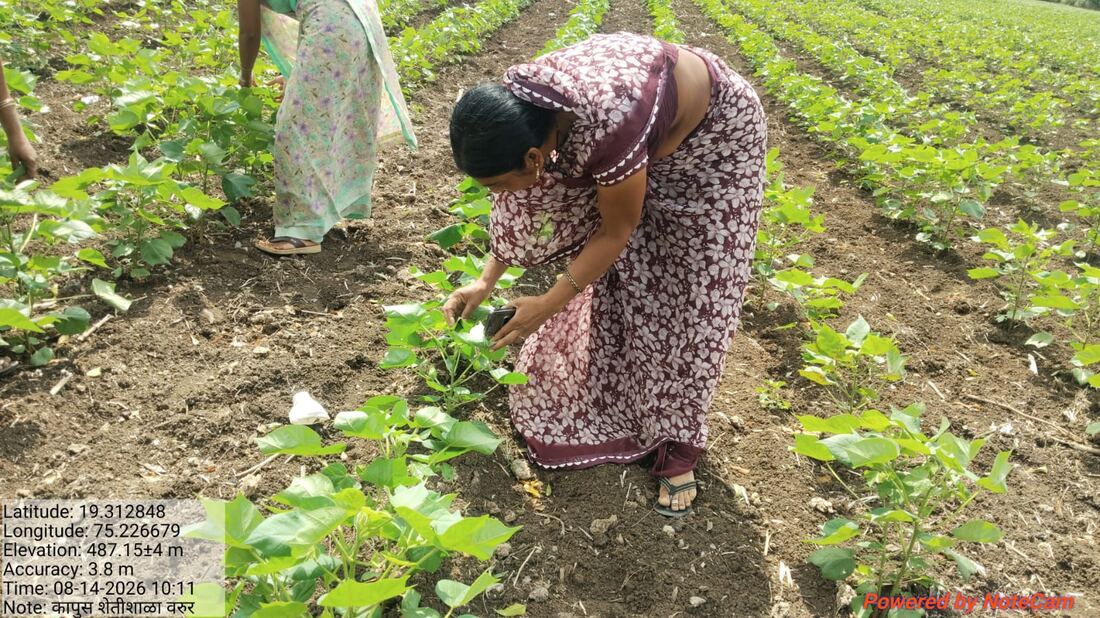 महिला शेतकरी कापूस पिकावरील किडीचे निरीक्षण मोबाईलद्वारे करताना