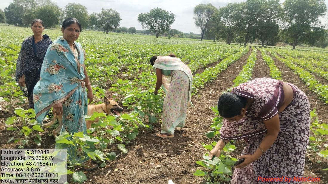 महिला शेतकरी शेतात पीक निरीक्षण करताना गटाने